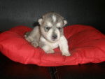 the new puppie wolfbloodgirl10 and crystalfox gave me - Femelle (1 mois)