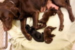 Daisy's puppies -
