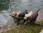 Bella, Luke, Price and, Daisy - (3 ans)