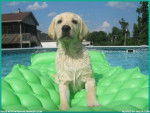 Price as a puppy in the swimming pool - Mâle (9 mois)