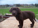 Fairy(Daiy & Price) Puppy - Femelle (2 mois)