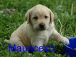 Puppy - Mâle