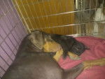 Coco cuddling with Panther -