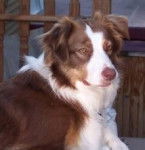 tintin - M&acirc;le (1 an)