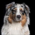 ercules - M&acirc;le (3 ans)