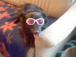 Aika wieder mit Sonnenbrille - Femelle (8 ans)