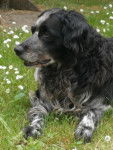 Sammy - M&acirc;le (11 ans)