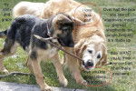 *German shepherds* -
