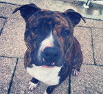 Goliath - M&acirc;le (1 an)