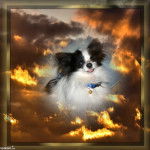 titi - Mâle (9 mois)