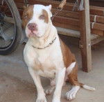 Harley Monroe - M&acirc;le (3 ans)