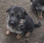 Hopi - M&acirc;le (1 mois)