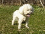 Snoopy ( bichon frissé ) - Mâle (10 ans)
