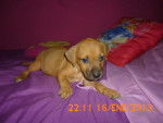 canela - (8 mois)