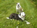 Tara et Louloute (border croisés ) - Femelle (8 ans)