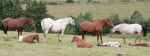 Mares and Foals -