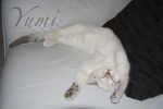 Yumi - Femelle (4 mois)
