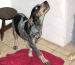 Luka - Mâle (5 mois)