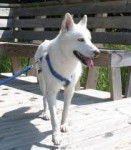 Passion - Mâle (2 ans)