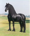 FRISON 7 - Mâle (5 ans)
