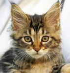 Ma race de chat pr&eacute;f&eacute;r&eacute;e - M&acirc;le