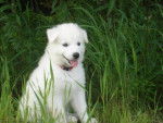 Diablo (malamut samoyed) - Mâle (10 mois)