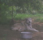 Prince - Mâle (2 ans)