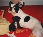 Luc e Jasmim - M&acirc;le (3 ans)