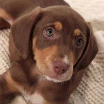 choko - Mâle (7 mois)