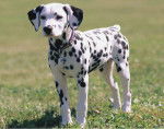 Dalmata monisimo - (6 mois)