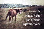 the reason horses are so peaceful - M&acirc;le (1 an)