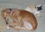 bella and rusty - Femelle (5 ans)