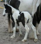 Jason - Mâle (5 mois)