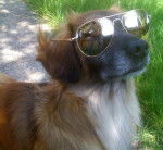 Monty - Mâle (10 ans)