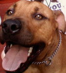 Dallas - M&acirc;le (6 ans)