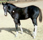 Rocket - Mâle (11 mois)