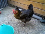 Ma poule - Femelle (2 ans)