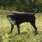 Baloo - Mâle (5 ans)