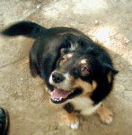 Geronimo - Mâle (Autre)