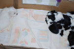 Puppies sleeping - (1 mois)