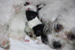 Roxy & newborn pups -