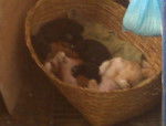 Mis Cachorras - Femelle (2 mois)