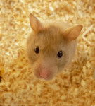 Canaille - M&acirc;le (3 ans)