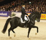 Moorlands Totilas - Mâle (14 ans)