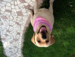 Diva, my Labrador - Femelle (1 an)