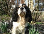 Whisky - Mâle (13 ans)
