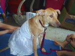 Nala in a cute little Dress - Femelle (7 mois)