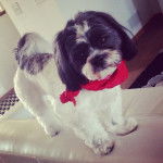 Wrigley - M&acirc;le (1 an)