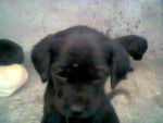 mi negrito - (1 mois)
