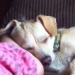 Charlie - Mâle (9 ans)